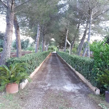 Pino *